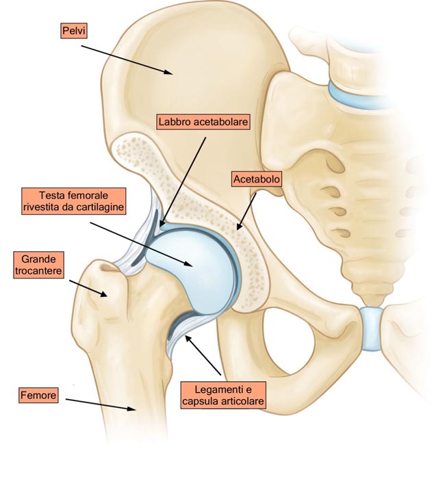 Anatomia dell'anca