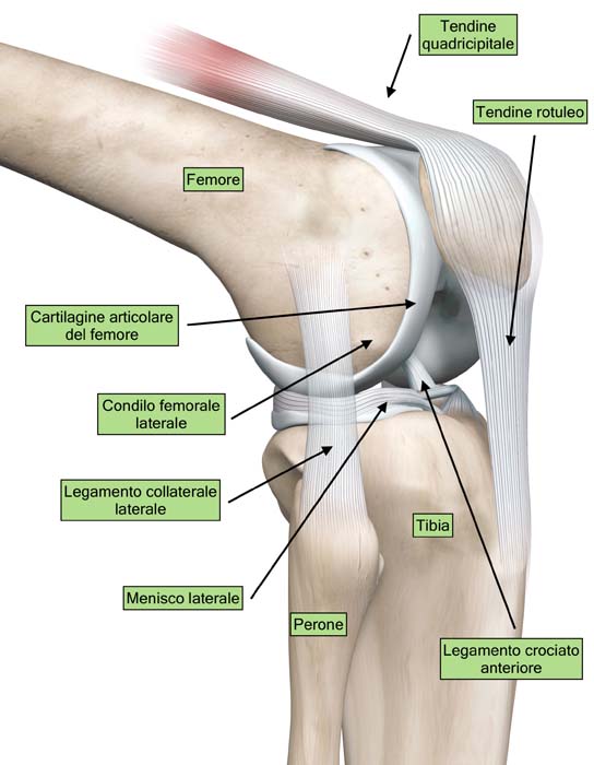 Anatomia del ginocchio: visione laterale (illustrazione 3D)