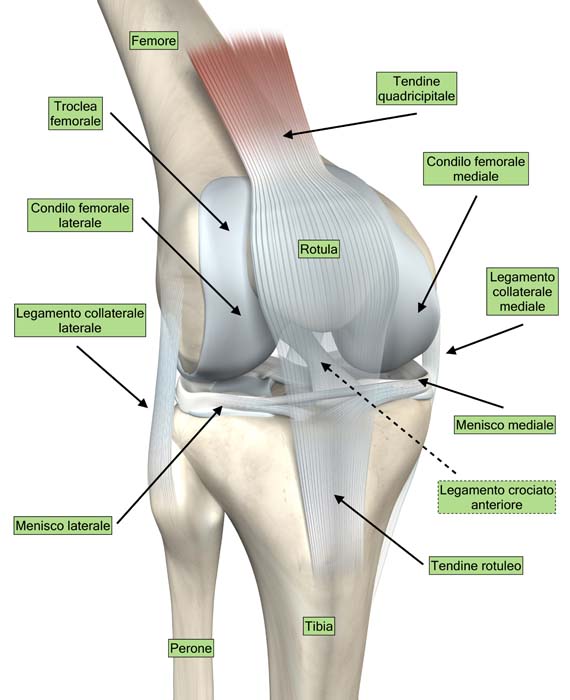 Anatomia del ginocchio (illustrazione 3D)